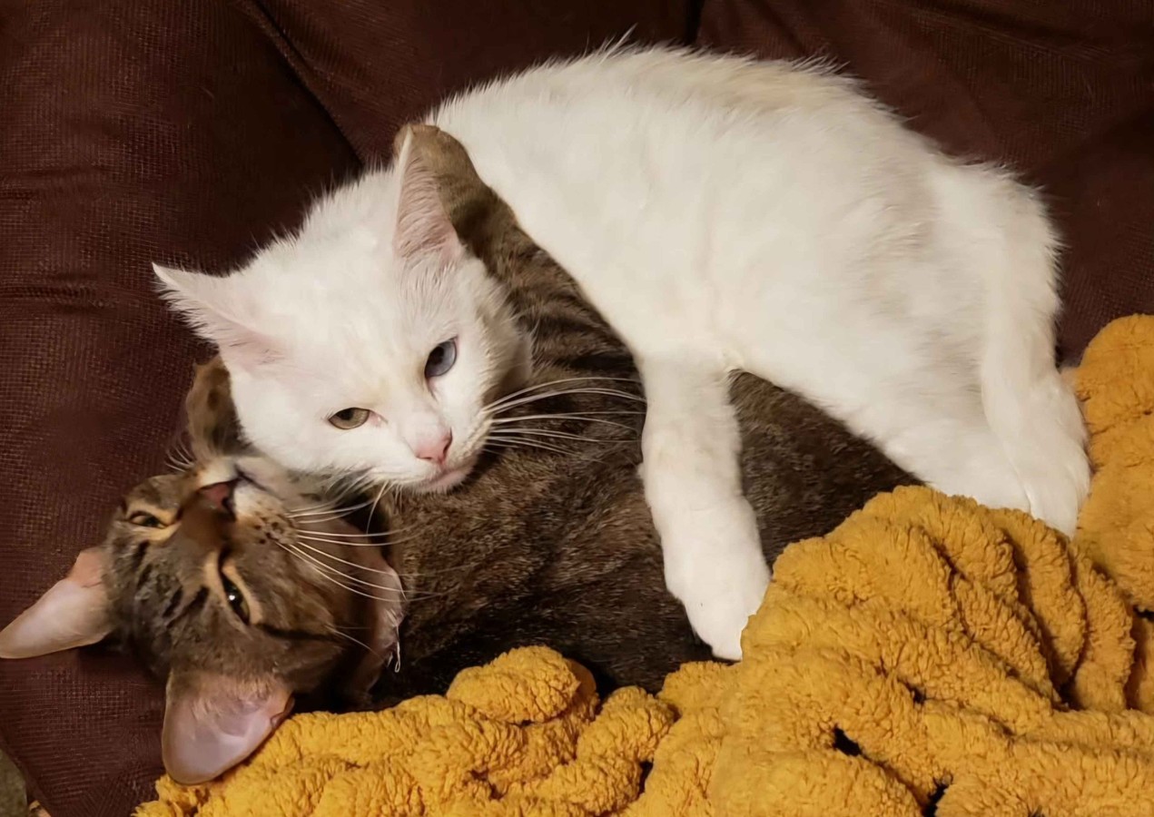 Avacyn playfully wrestling with another cat on a blanket.