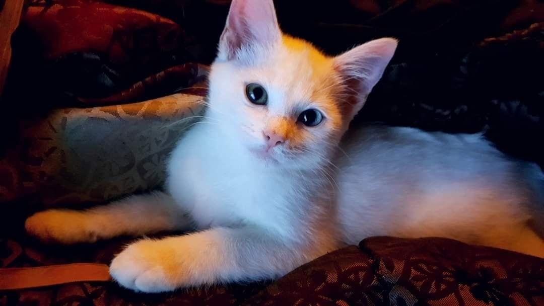 Avacyn as a kitten lying down and looking toward the camera.