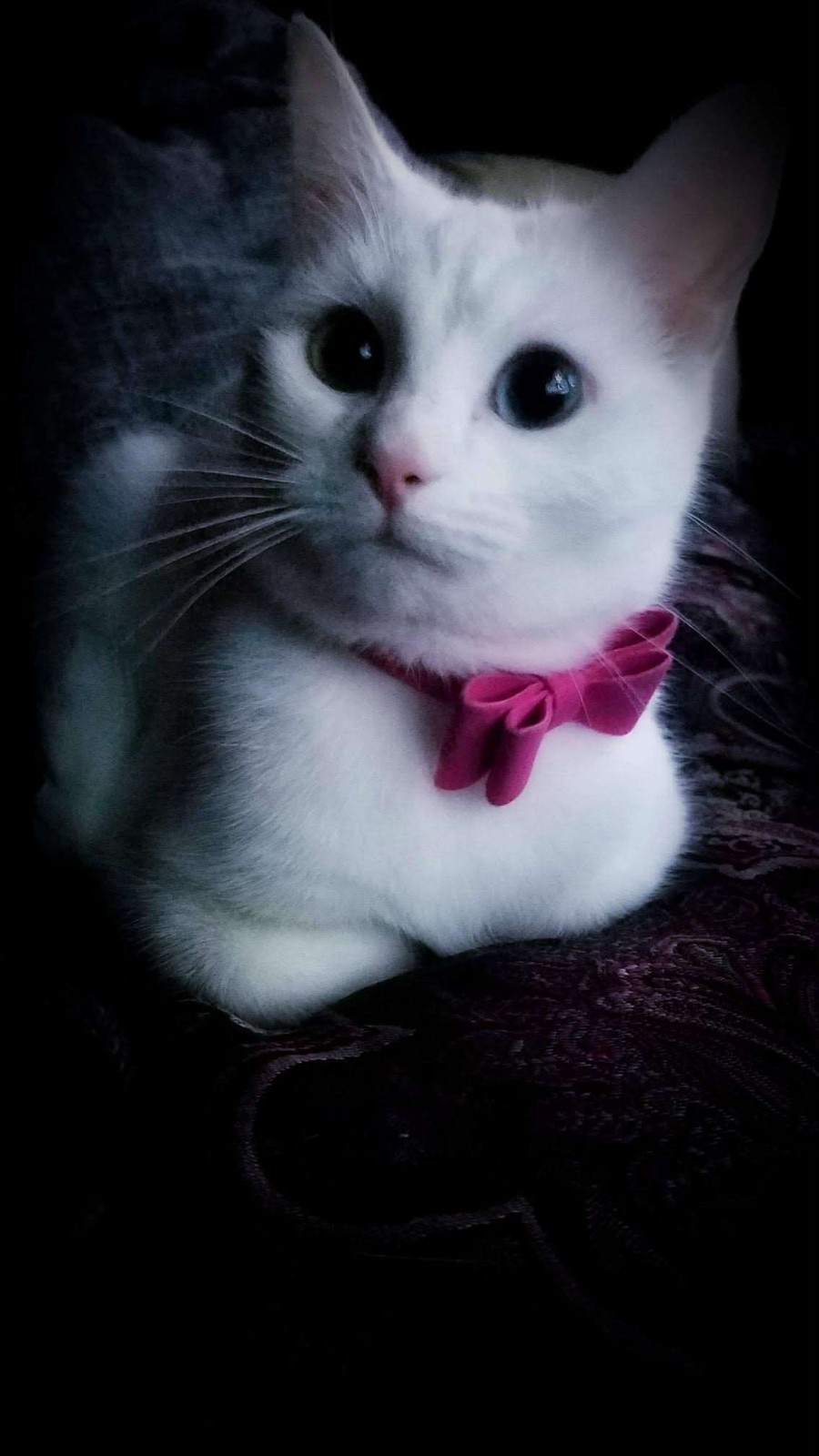 Portrait of Avacyn wearing a pink bow.